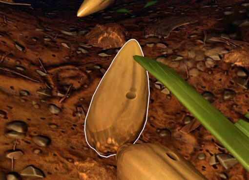 Where to find grass seeds in Grounded 2